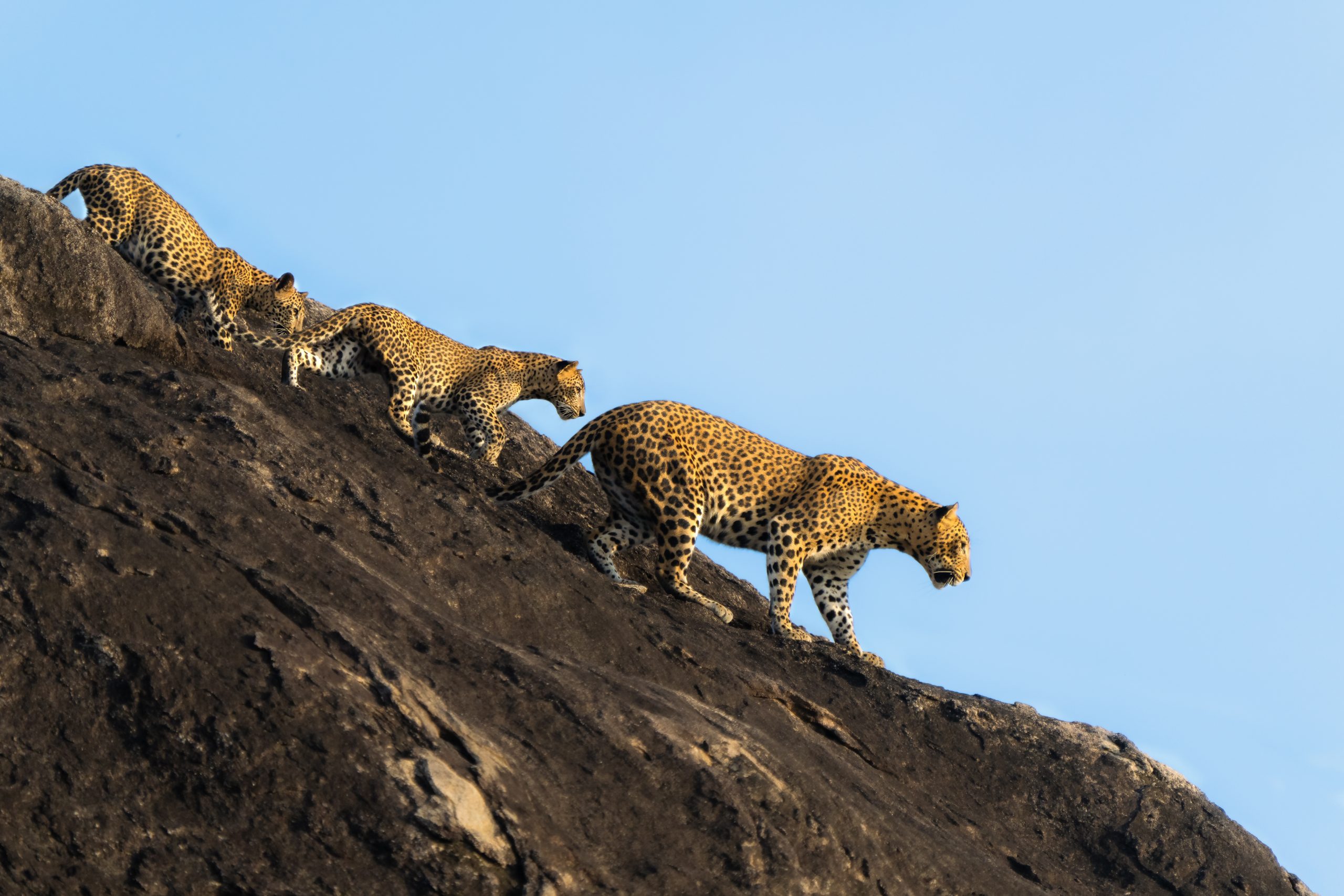 Leopard,Family,-,Yala,National,Park,Sri,Lanka